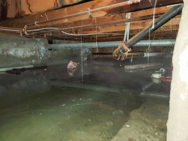 Best Local water damage restoration  in West Elmira, NY